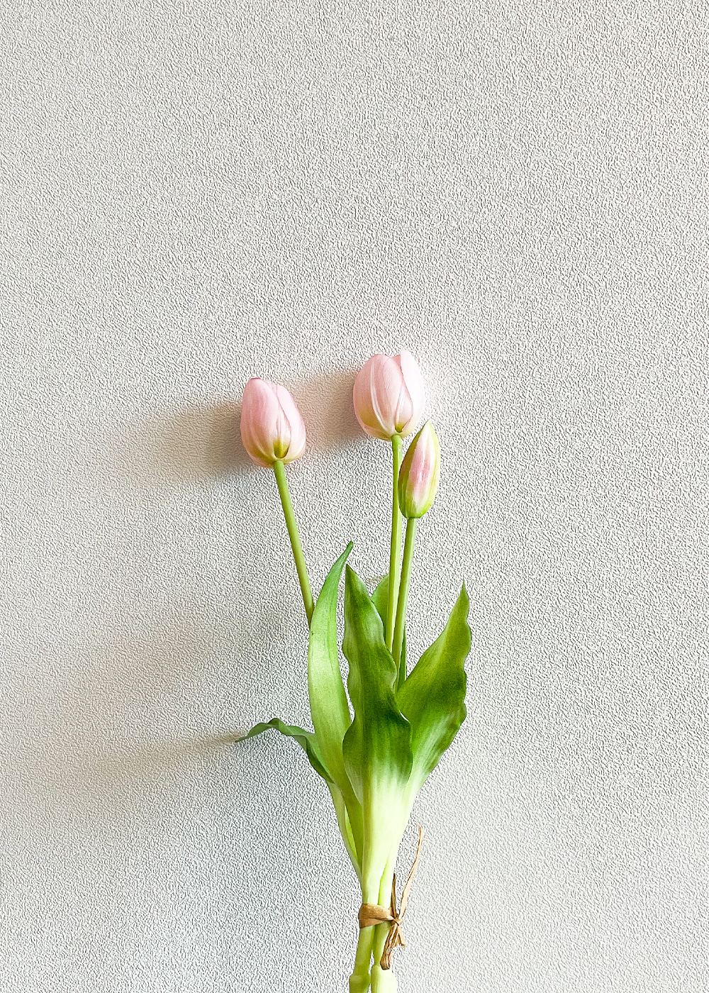 Mango Tulip (Pink)
